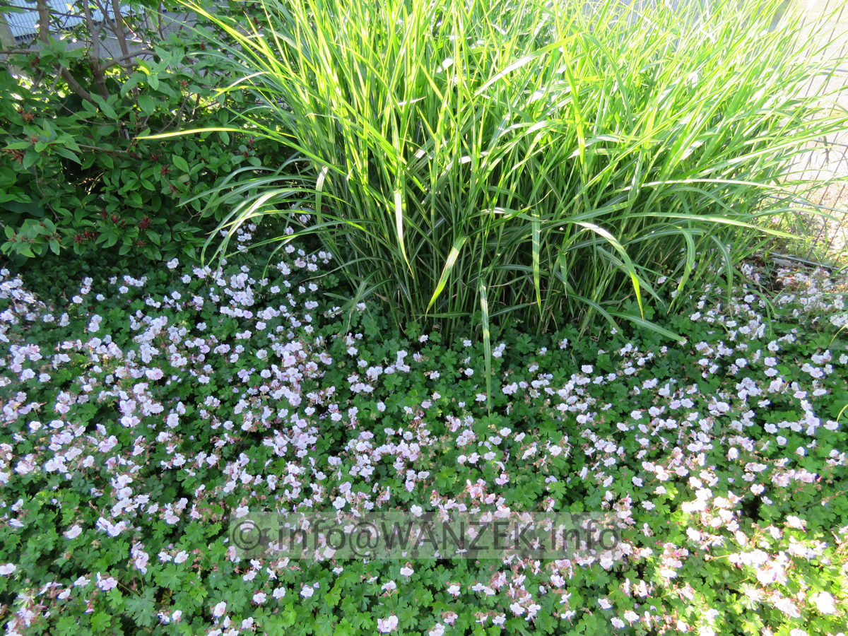 Geranium cantabrigiense Harz 002.JPG